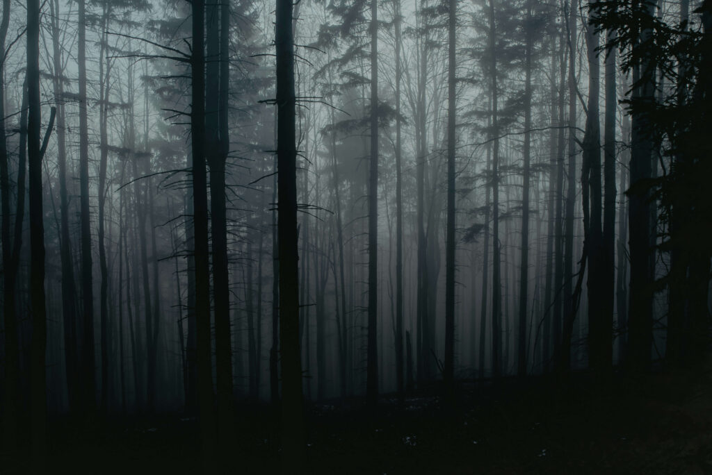 sergiu baica 5hCneY6YeFQ unsplash