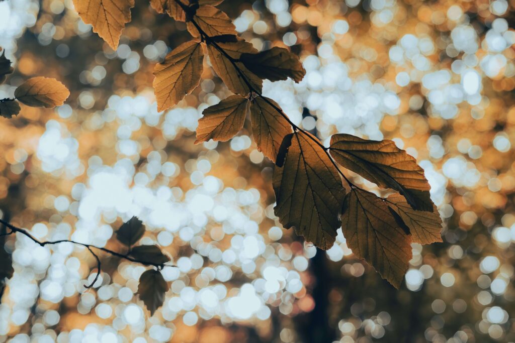 sina salehian W5cm ioSu1Y unsplash