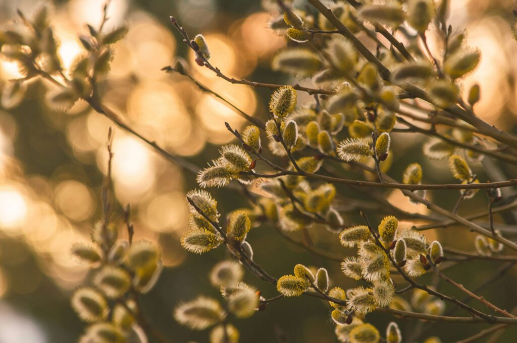 vitolda klein gFRXVl9 osc unsplash